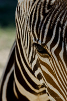 Fossil Rim-31