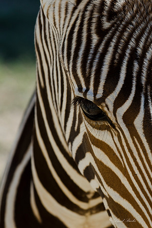 Fossil Rim-31