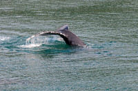 Whale Watching-88