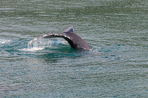 Whale Watching-88