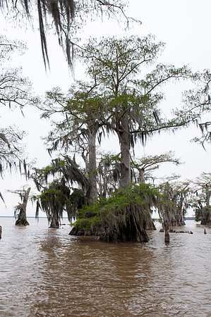 Swamp -48