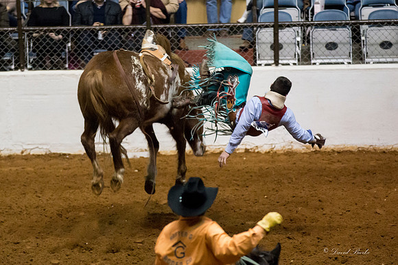 Stock Show 2-3-15-75