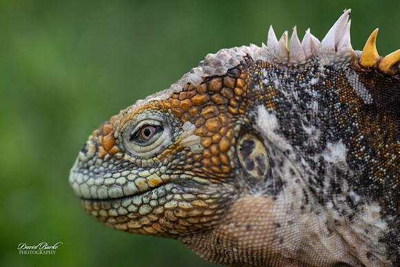 Galapagos Islands 2025-22