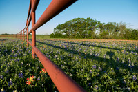 Bluebonnets - Ennis 2014-31