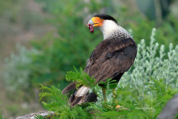_DSC0895 copy
