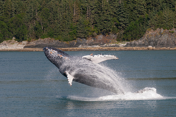 Whale Watching-9