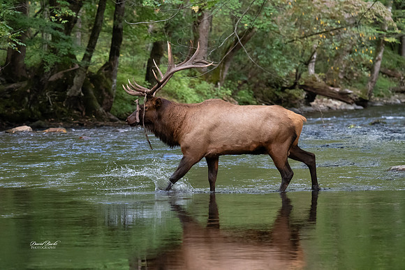 GSMNP 2024-125