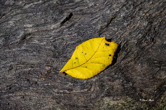 Fall Color 2019-38