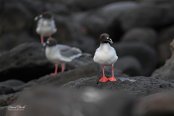 Galapagos Islands 2025-25