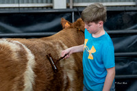 Stock Show 2019-14