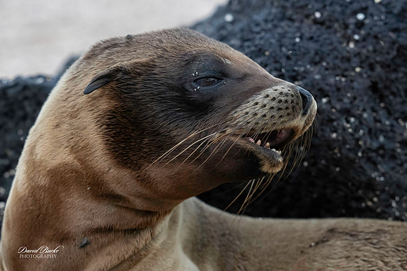Galapagos Islands 2025-48-Edit