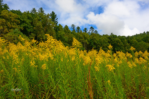 GSMNP 2024-76