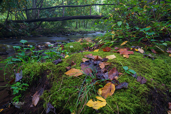 GSMNP 2024-31