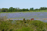 Bluebonnets - Ennis 2014-1