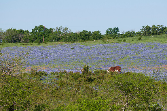 Bluebonnets - Ennis 2014-1
