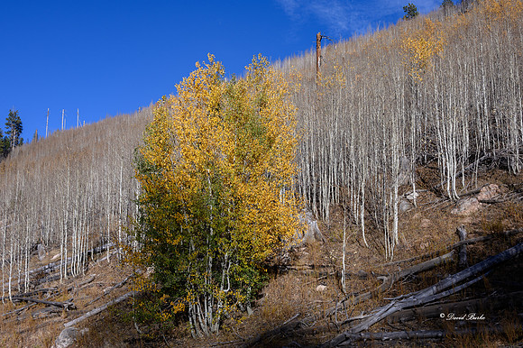 Grand Canyon NP Oct 2020-5