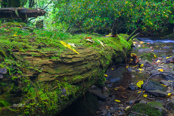 GSMNP 2024-35-Edit