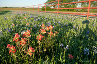 Bluebonnets - Ennis 2014-27