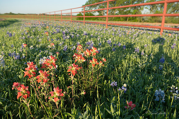 Bluebonnets - Ennis 2014-27