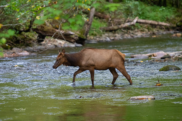 GSMNP 2024-119