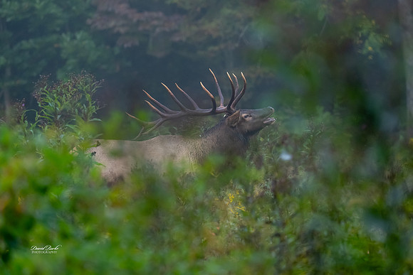 GSMNP 2024-136