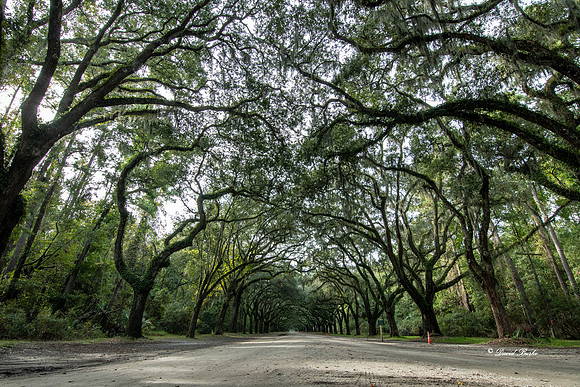 Savannah 2019-32