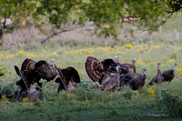 Fossil Rim-85