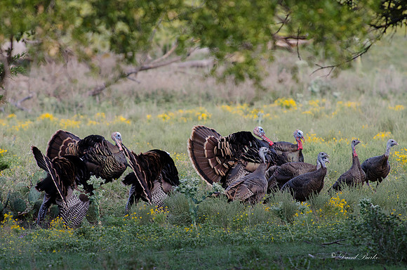 Fossil Rim-85