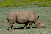 Fossil Rim