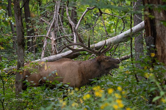 GSMNP 2024-108