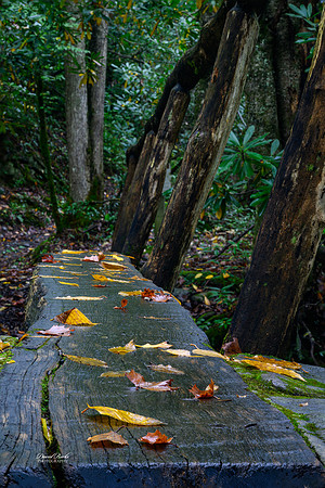GSMNP 2024-58-Edit